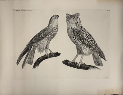 D'après Jacques BARRABAND (1768-1809)