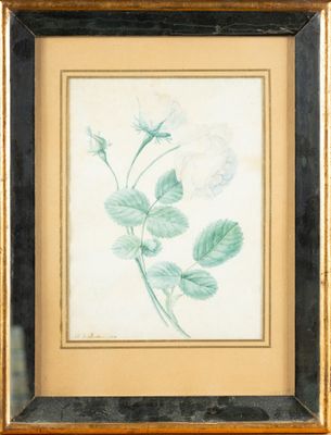 painting of a plant with leaves and flowers in a gold frame