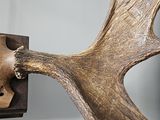 a deer ' s head mounted on a wall with a wooden block
