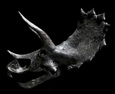 Curiosité en composite représentant une tête de Triceratops.