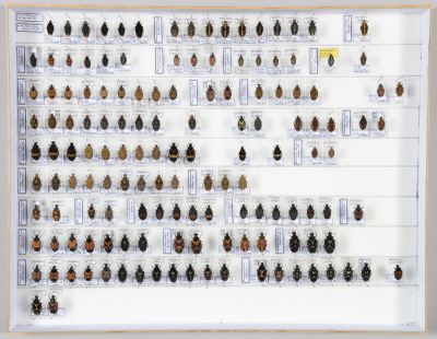 de nombreux insectes exposés dans une vitrine