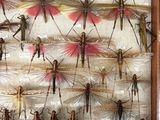 a picture of a display of insects in a wooden frame