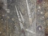 a picture of a pair of scissors laying on the ground