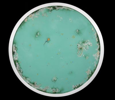 une photo d'une assiette verte sur laquelle figure une horloge