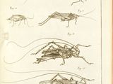 an old book with a drawing of grasshoppers and other insects