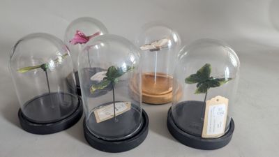 four glass cloches with flowers in them on a table