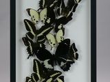 butterflies in a shadow box with a white background