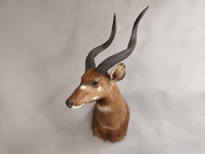 une tête d'antilope accrochée au mur sur un fond blanc