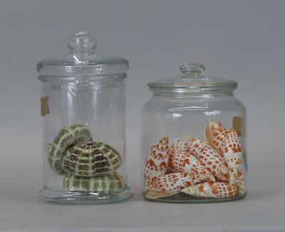 two glass jars with shells inside of them on a table