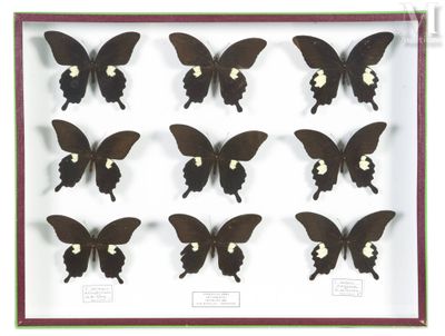 a display of butterflies in a glass case with a white background