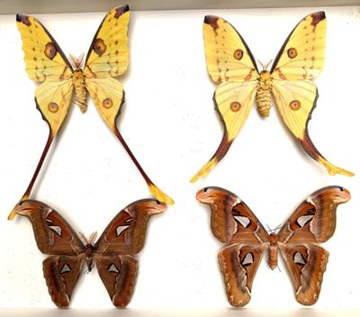three moths are displayed in a display case on a white surface