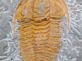an image of a triloptus fossil on a stone wall