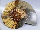 an ammonite fossil is displayed on a white surface
