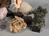 many different types of rocks and shells on display