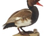un oiseau perché sur un morceau de bois