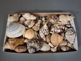une boîte remplie de coquillages posée sur une table