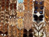 many different types of butterflies displayed in a white box