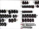 a lot of beetles that are on display in a case