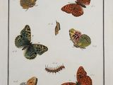 an old print of butterflies and caters on a white background