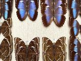 a lot of butterflies that are on display in a box