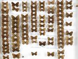de nombreux papillons exposés dans une vitrine