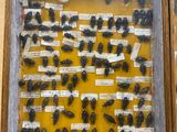 a lot of bugs that are on display in a glass case