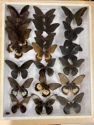 a lot of butterflies that are in a wooden frame