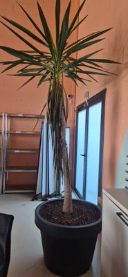 2 plantes Yuka dans des pots et 2 arbres synthétiques - Photo 1