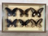six papillons dans un cadre vitré posé sur une table
