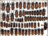 a lot of bugs that are hanging on the wall