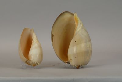 two bulbs of garlic on a table with a gray background