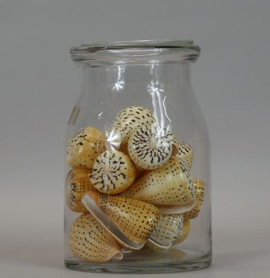 a glass jar with shells in it on a table