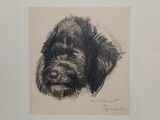 drawing of a black and white drawing of a dog ' s face