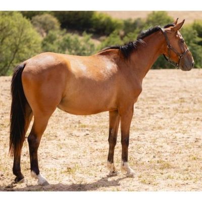 un cheval brun dans un champ, avec des arbres en arrière-plan