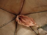 an open umbrella with a flower inside of it