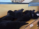 several stuffed animals on a shelf in a store