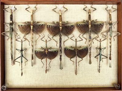 a picture of a display of insects in a wooden frame