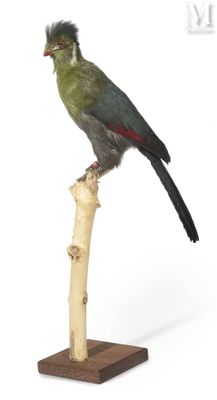 a bird that is sitting on top of a branch