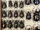 a lot of beetles that are on display in a wooden frame