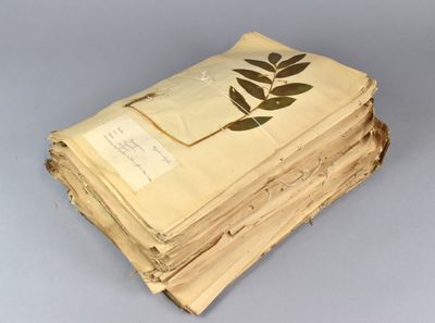une pile de feuilles de papier parsemées de feuilles d'arbre posée sur une table