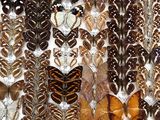 many different types of butterflies displayed in a box