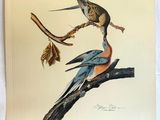 two birds are sitting on a branch with leaves in their beaks