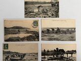 quelques vieilles cartes postales représentant des personnes et des animaux sur une plage