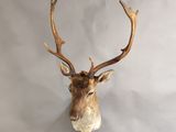 une image représentant une tête de cerf empaillée accrochée au mur, avec ses bois
