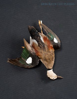 two dead birds that are laying on a black surface