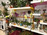 many different types of plants on the shelves in the store