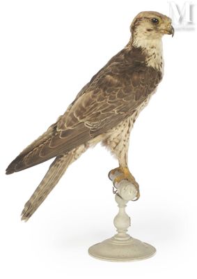 a bird that is sitting on a pedestal on a white background