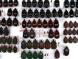 many different kinds of beetles on display in a store