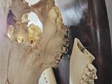 a large animal skull hanging on the wall