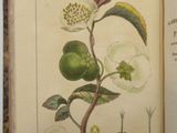 un livre ouvert sur lequel figure l'image d'une plante